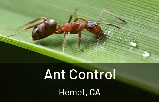  Ant Control Hemet, CA