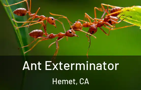  Ant Exterminator Hemet, CA