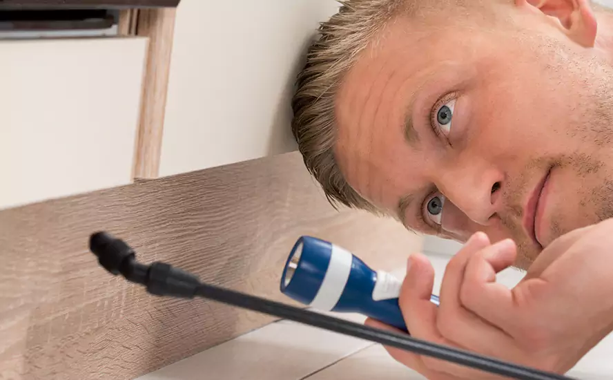 Top-Notch Pest Control in Hemet