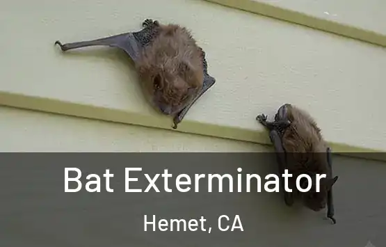  Bat Exterminator Hemet, CA
