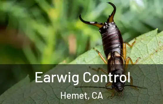  Earwig Control Hemet, CA