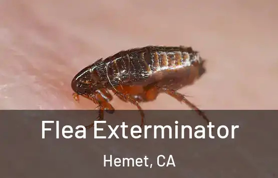  Flea Exterminator Hemet, CA
