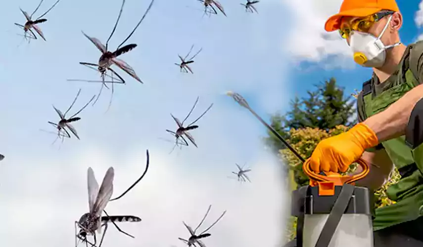 Mosquito Pest Control in Hemet, CA