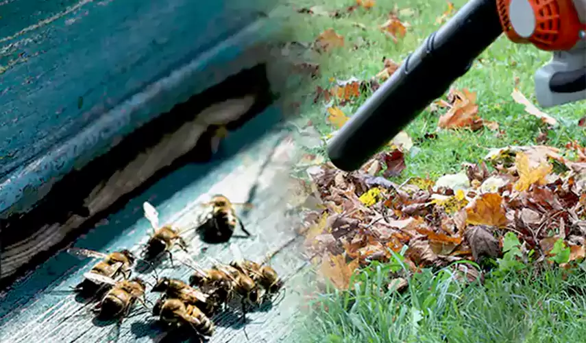 Wasps Pest Control Hemet, CA