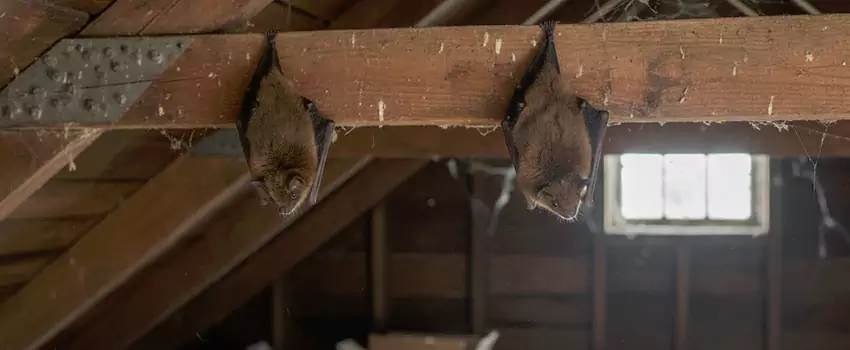 bat-exterminator in Hemet, CA