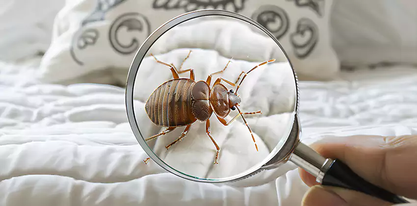 bed-bug-pest-control in Hemet, CA