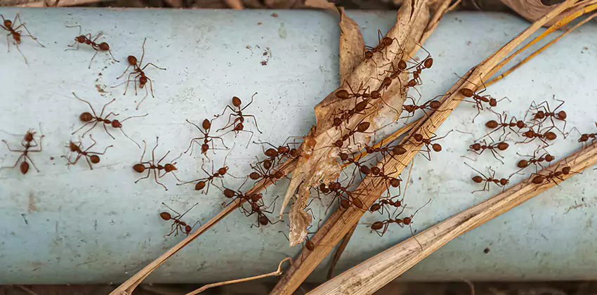 Fire Ant Extermination in Yards, Parks, and Outdoor Spaces Hemet, CA