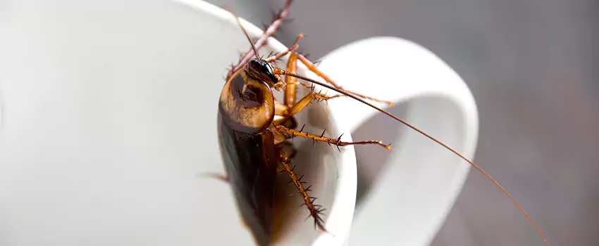 cockroach-treatment in Hemet, CA