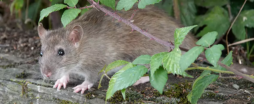 mice-control in Hemet, CA