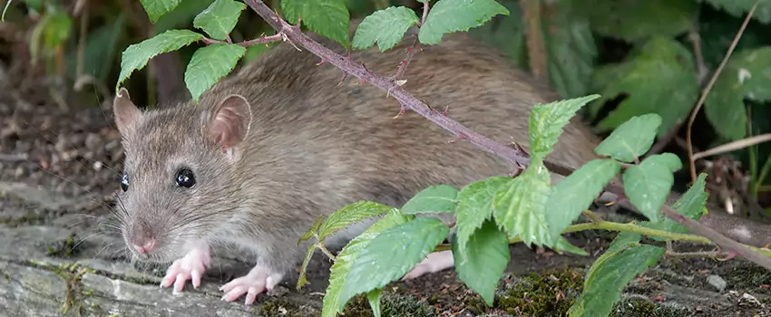 mouse-control in Hemet, CA