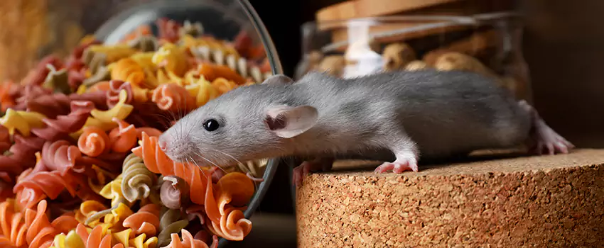 mouse-exterminator in Hemet, CA