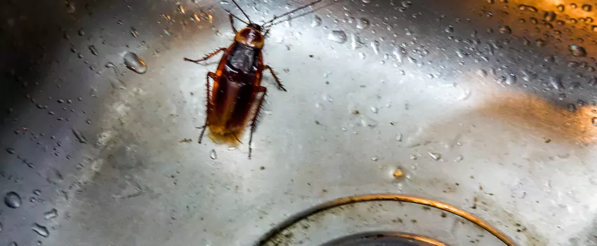 roach-control in Hemet, CA