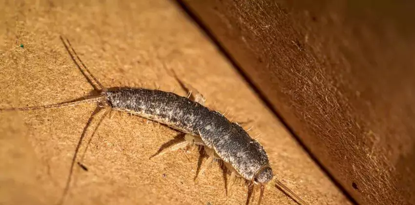 silverfish-control in Hemet, CA