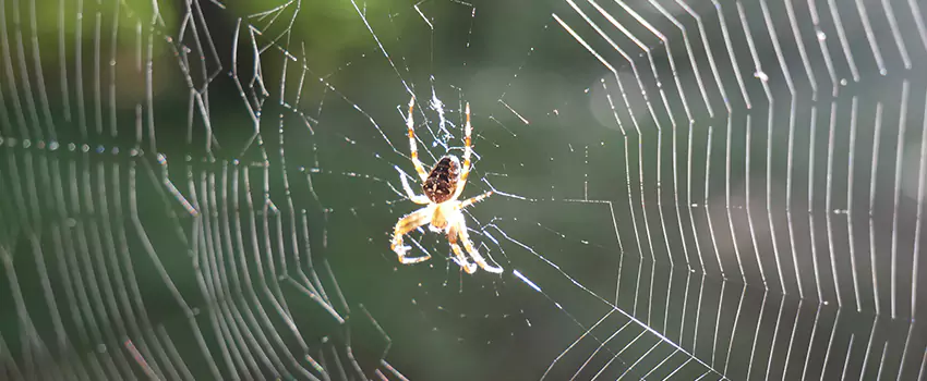 spider-pest-control in Hemet, CA
