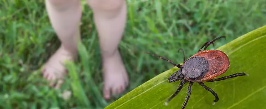 tick-treatment-for-yard in Hemet, CA