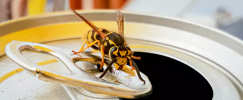 wasp-exterminator in Hemet, CA