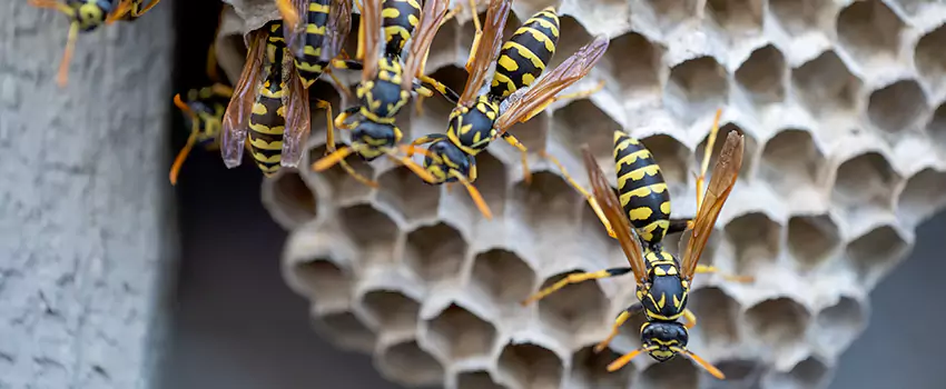 wasp-pest-control in Hemet, CA
