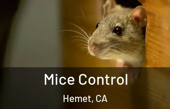 Mice Control Hemet, CA
