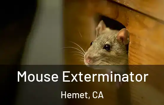  Mouse Exterminator Hemet, CA