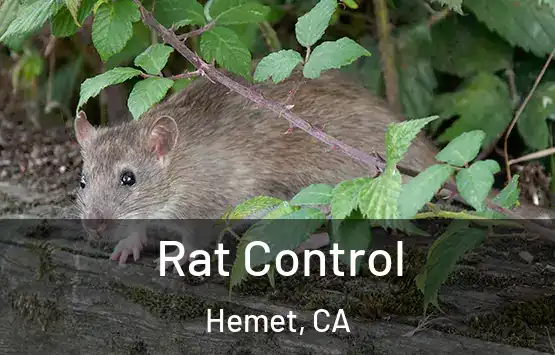  Rat Control Hemet, CA