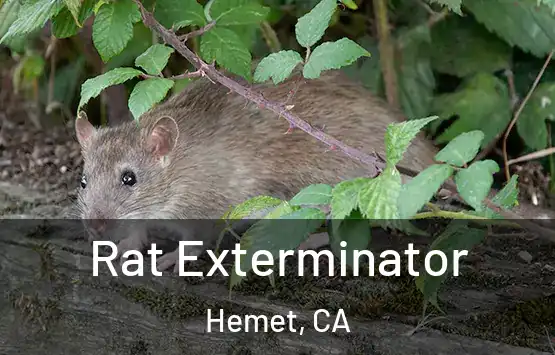  Rat Exterminator Hemet, CA