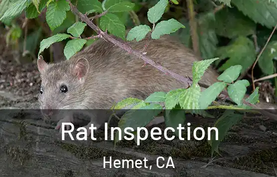  Rat Inspection Hemet, CA