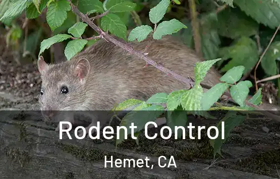  Rodent Control Hemet, CA