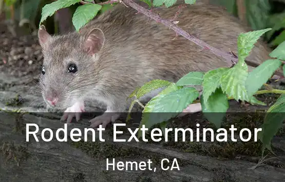  Rodent Exterminator Hemet, CA