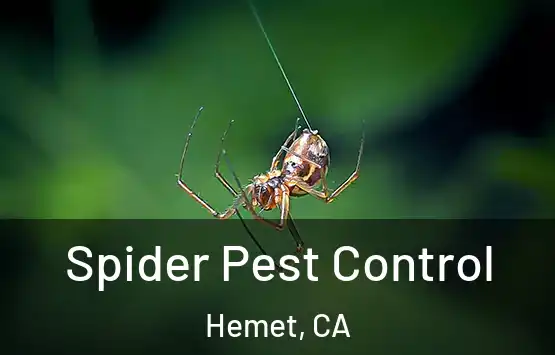  Spider Pest Control Hemet, CA