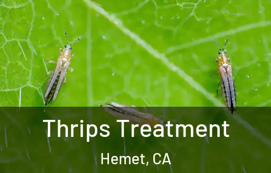  Thrips Treatment Hemet, CA