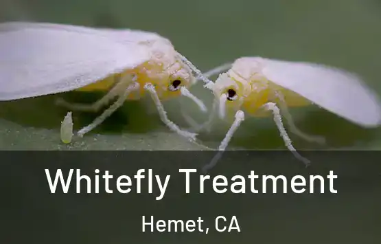  Whitefly Treatment Hemet, CA